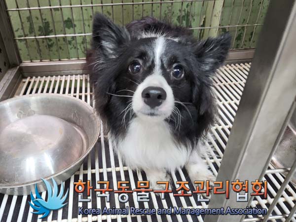한국동물구조관리협회_411312202400289